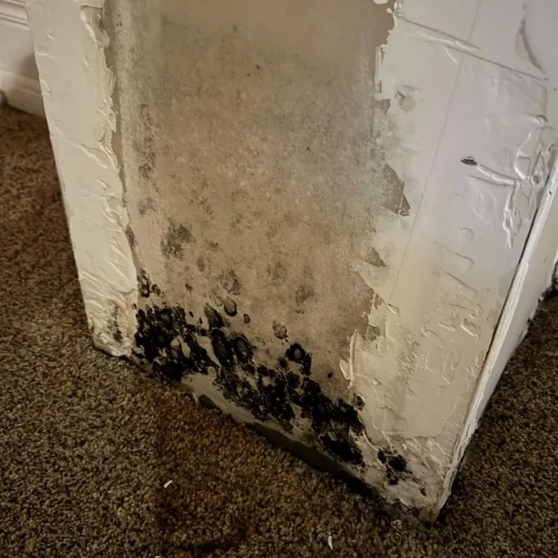 Professional Mold Removal in Laguna Beach, CA